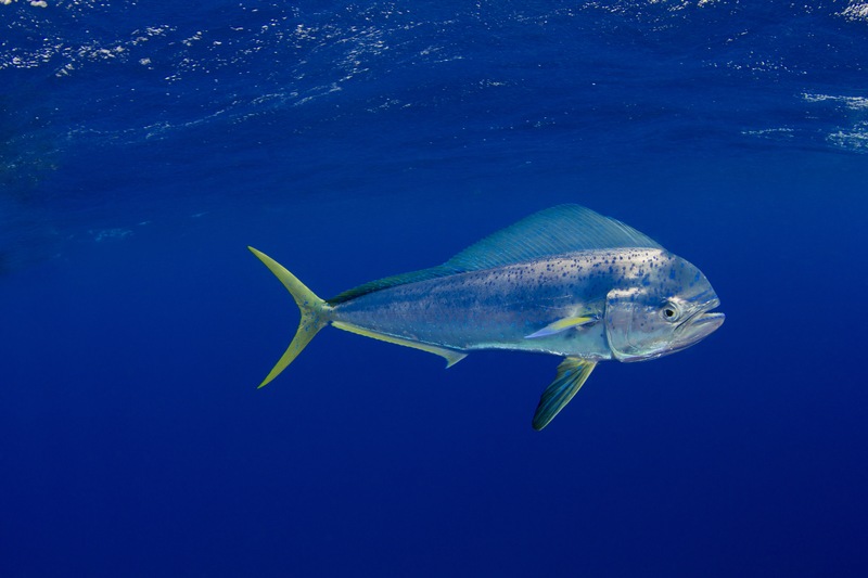 Must-Dos for Mahi-Mahi Success