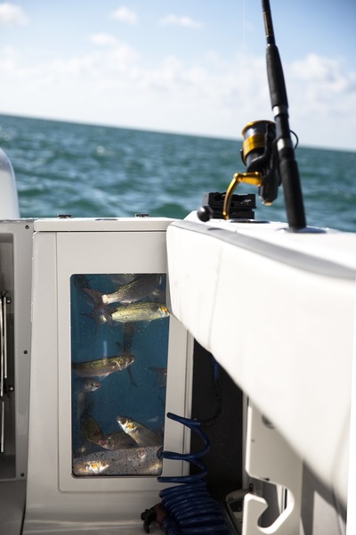 Get to Know Your Blackfin Baitwell