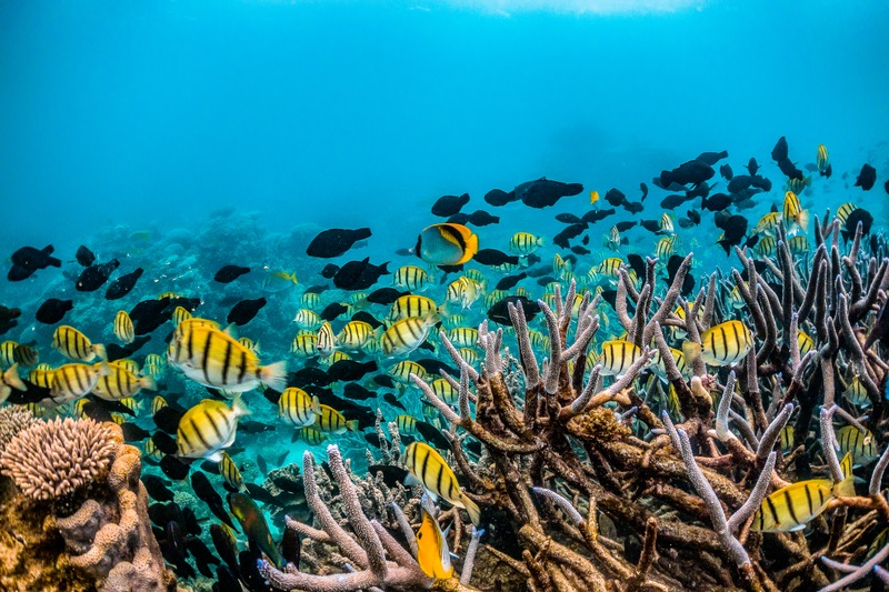 Make It A Snorkelin’ Spring On Your Blackfin Boat