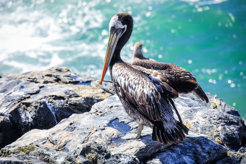 Bird Watching For Your Best Catch Yet