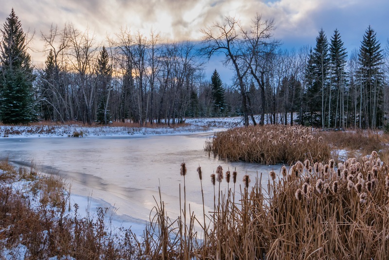 Here’s What Happens To Fish During Winter