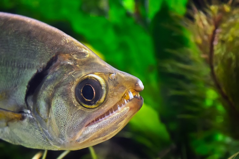 What (& Where) On Earth Is A Vampire Fish?
