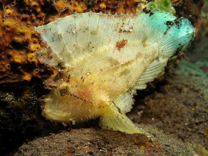 Is It A Fish, Or A Fall Leaf? A Closer Look At A Master Of Disguise