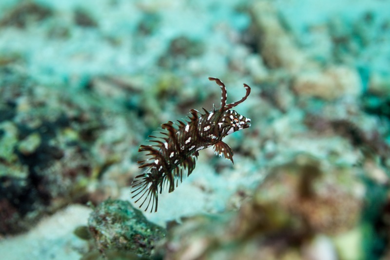 Meet The Reindeer Wrasse, A Jolly Secret Of The Sea