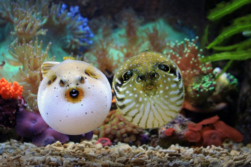 Meet The Peculiar Puffer Fish