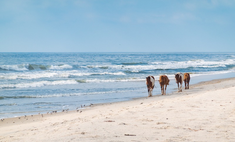 Surf Fishing - Assateague Island National Seashore (U.S. National Park  Service)