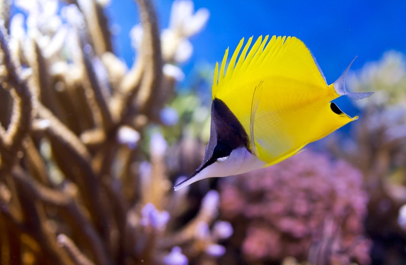 Meet The Hawaiian Fish With The Longest Name — & An Even Longer History