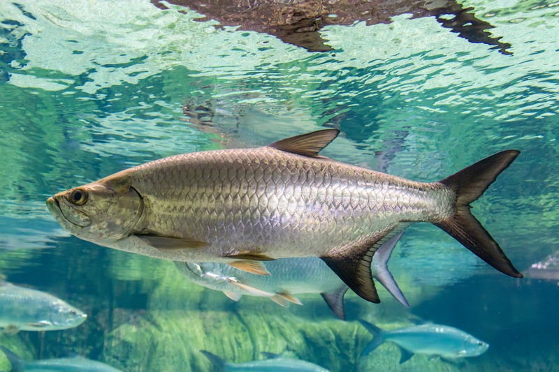 Fishing For Tarpon Treasure In Late Summer