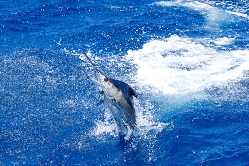 Follow The Epic Journey Of A Blue Marlin In Fall