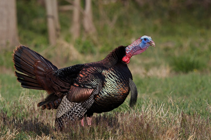 Fishing Lessons From A Thanksgiving Turkey