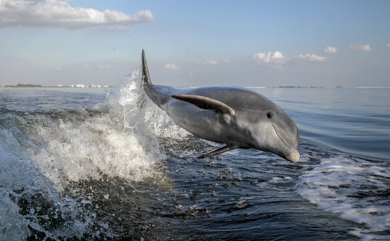 Does That Dolphin In Your Wake Want To Help You Fish?