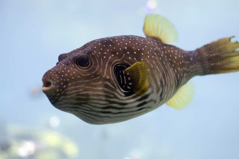 Meet The Fish Who Can Sing Underwater