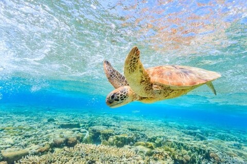 Considering Sea Turtles On Your Summer Fishing Adventure
