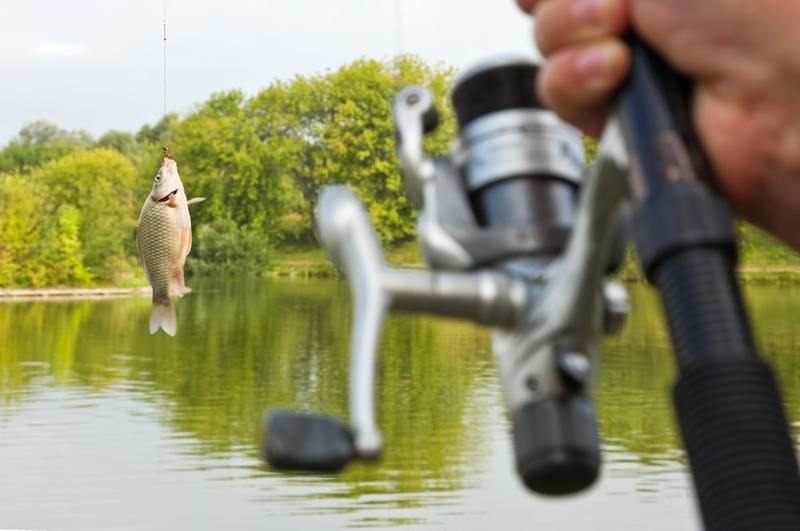 Best Pond Fishing Baits to Use Year Round 